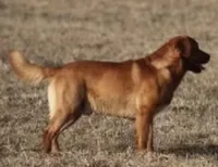 Rusty, a male Labrador Retriever for sale in Monona, IA – 2 of 4