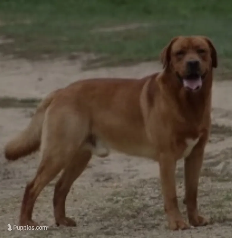 Rusty, a male Labrador Retriever for sale in Monona, IA – 1 of 4