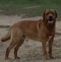 Rusty, a male Labrador Retriever for sale in Monona, IA – 1 of 4