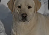 Junior, a male Labrador Retriever for sale in Monona, IA – 3 of 4