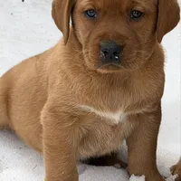 Sam, a male Labrador Retriever for sale in Monona, IA – 1 of 1