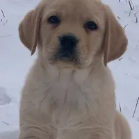 Seth, a male Labrador Retriever for sale in Monona, IA – Photo 1 of 2