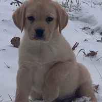 Seth, a male Labrador Retriever for sale in Monona, IA – Photo 2 of 2