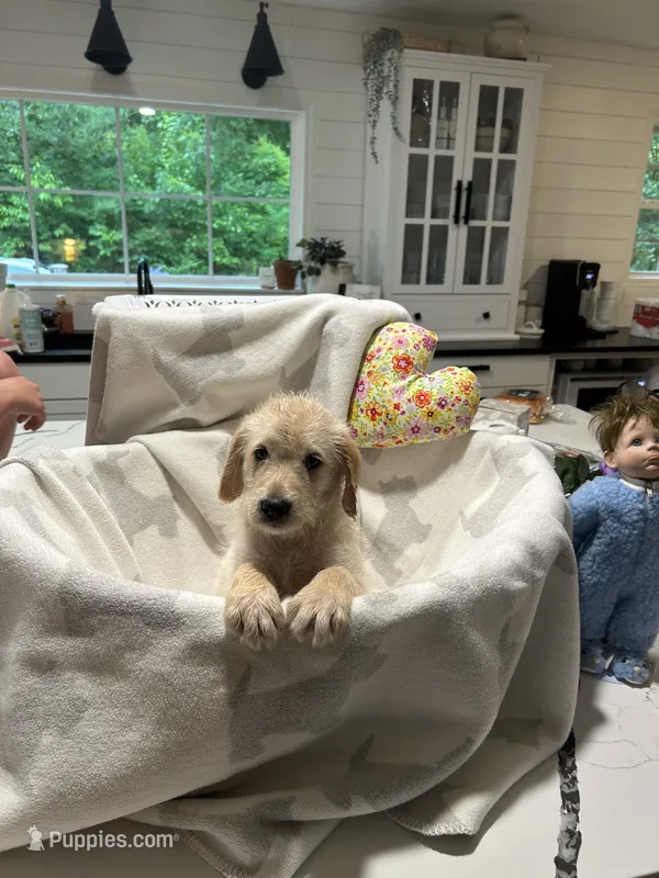 Levi – Labradoodle puppy for sale in Piedmont, AL