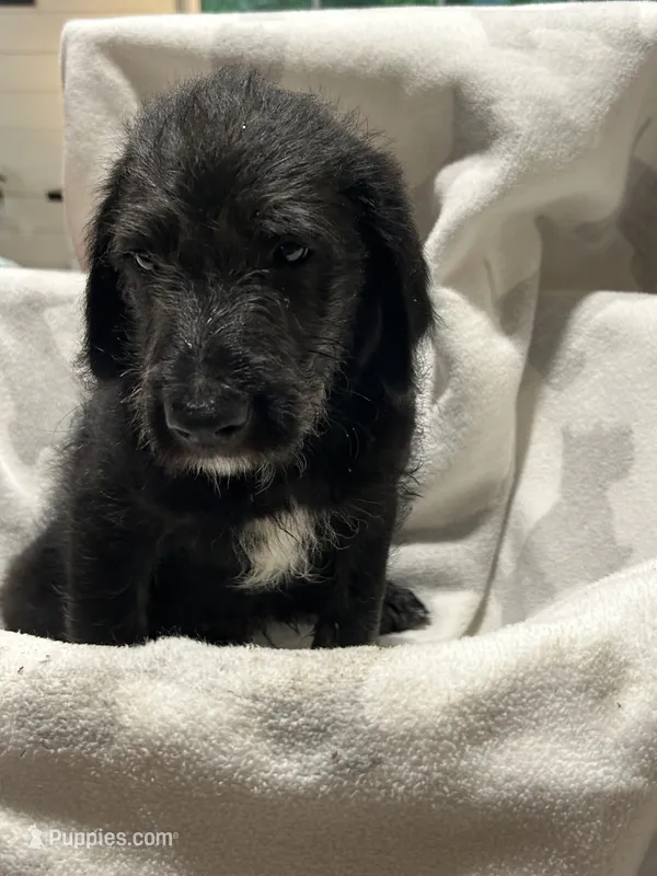 Millie – Labrador Retriever, Poodle - Multi-Colored Standard puppy for sale in Piedmont, AL