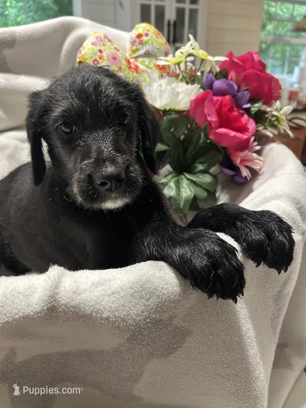Pepper – Labrador Retriever, Poodle - Multi-Colored Standard puppy for sale in Piedmont, AL
