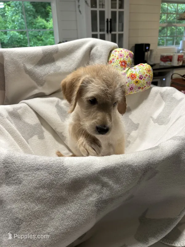 Levi – Labrador Retriever, Poodle - Multi-Colored Standard puppy for sale in Piedmont, AL