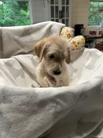 Levi, a male Labradoodle for sale in Piedmont, AL – 2 of 2