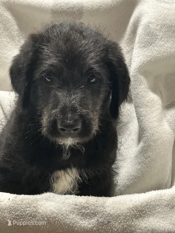 Millie – Labradoodle puppy for sale in Piedmont, AL