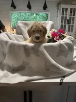 Butterball, a female Labradoodle for sale in Piedmont, AL – 2 of 3