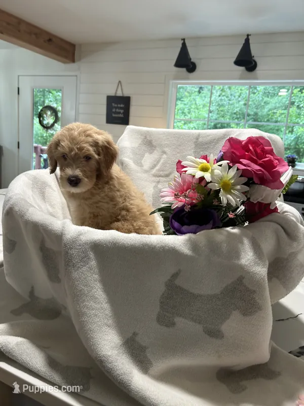 Butterball – Labrador Retriever, Poodle - Multi-Colored Standard puppy for sale in Piedmont, AL
