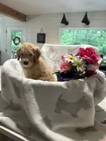 Butterball, a female Labradoodle for sale in Piedmont, AL – 1 of 3