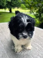 Jagger, a male Maltipoo and Poodle - Toy  for sale in Sevierville, TN – 6 of 7