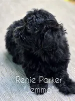 Jemma, a female Maltipoo and Poodle - Toy  for sale in Sevierville, TN – 9 of 9