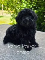 Jemma, a female Maltipoo and Poodle - Toy  for sale in Sevierville, TN – 4 of 9