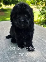 Janie, a female Maltipoo and Poodle - Toy  for sale in Sevierville, TN – 5 of 8