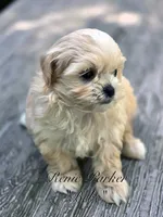 Bebe, a female Maltipoo and Mal Shi for sale in Sevierville, TN – 4 of 9