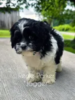 Jagger, a male Maltipoo and Poodle - Toy  for sale in Sevierville, TN – 3 of 7