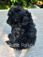 Janie, a female Maltipoo and Poodle - Toy  for sale in Sevierville, TN – 6 of 8
