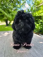 Janie, a female Maltipoo and Poodle - Toy  for sale in Sevierville, TN – 4 of 9