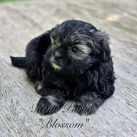 Blossom, a female Maltipoo and Mal Shi for sale in Sevierville, TN – 7 of 8