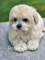 Junior, a male Maltipoo and Poodle - Toy  for sale in Sevierville, TN – 1 of 8