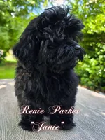 Janie, a female Maltipoo and Poodle - Toy  for sale in Sevierville, TN – 7 of 9