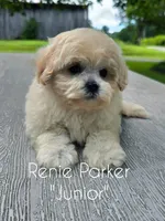 Junior, a male Maltipoo and Poodle - Toy  for sale in Sevierville, TN – 2 of 8