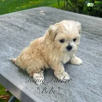 Bebe, a female Maltipoo and Mal Shi for sale in Sevierville, TN – 8 of 9