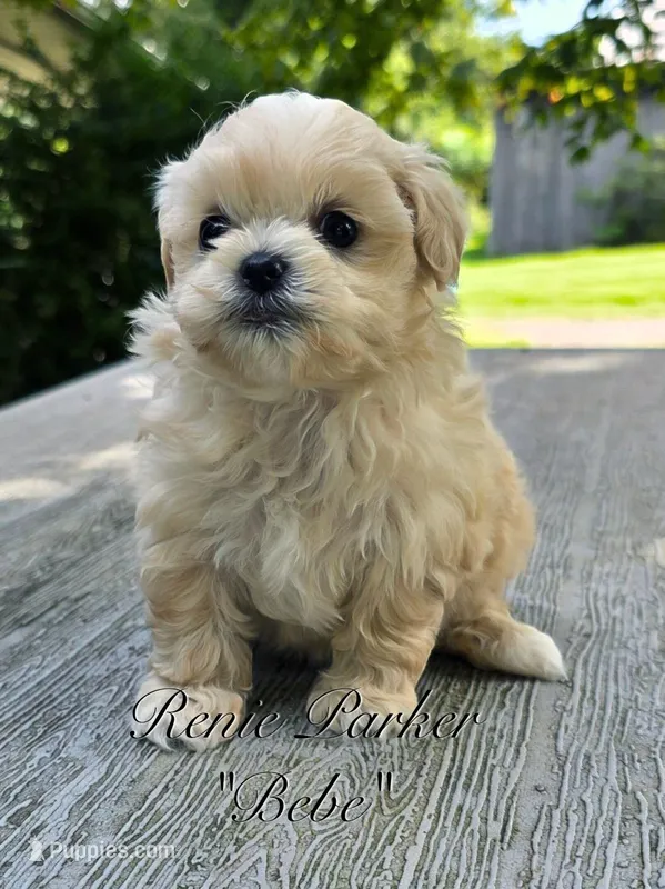 Bebe – Maltipoo, Mal Shi puppy for sale in Sevierville, TN