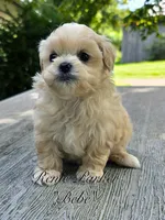 Bebe, a female Maltipoo and Mal Shi for sale in Sevierville, TN – 1 of 9