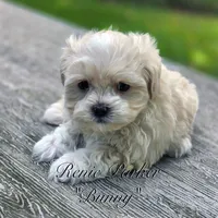 Bunny, a female Maltipoo and Mal Shi for sale in Sevierville, TN – 3 of 8