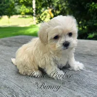 Bunny, a female Maltipoo and Mal Shi for sale in Sevierville, TN – 1 of 8