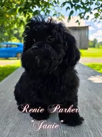 Janie, a female Maltipoo and Poodle - Toy  for sale in Sevierville, TN – 5 of 9