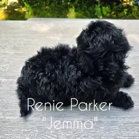 Jemma, a female Maltipoo and Poodle - Toy  for sale in Sevierville, TN – 2 of 9