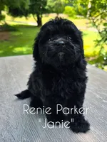 Janie, a female Maltipoo and Poodle - Toy  for sale in Sevierville, TN – 7 of 8