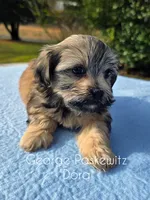 Dora, a female Maltipoo for sale in Sevierville, TN – Photo 7 of 7