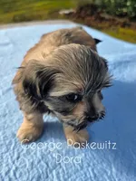 Dora, a female Maltipoo for sale in Sevierville, TN – Photo 3 of 7