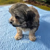 Dora, a female Maltipoo for sale in Sevierville, TN – Photo 2 of 7