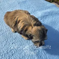 Dora, a female Maltipoo for sale in Sevierville, TN – Photo 6 of 7