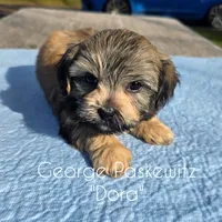 Dora, a female Maltipoo for sale in Sevierville, TN – Photo 1 of 7
