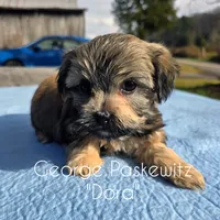 Dora, a female Maltipoo for sale in Sevierville, TN – Photo 5 of 7