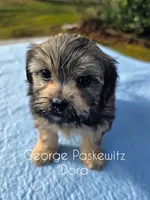 Dora, a female Maltipoo for sale in Sevierville, TN – Photo 4 of 7