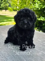 Jemma, a female Maltipoo and Poodle - Toy  for sale in Sevierville, TN – 1 of 9