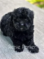 Jemma, a female Maltipoo and Poodle - Toy  for sale in Sevierville, TN – 5 of 9