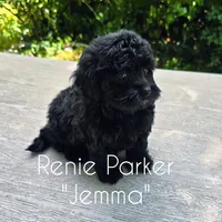 Jemma, a female Maltipoo and Poodle - Toy  for sale in Sevierville, TN – 3 of 9