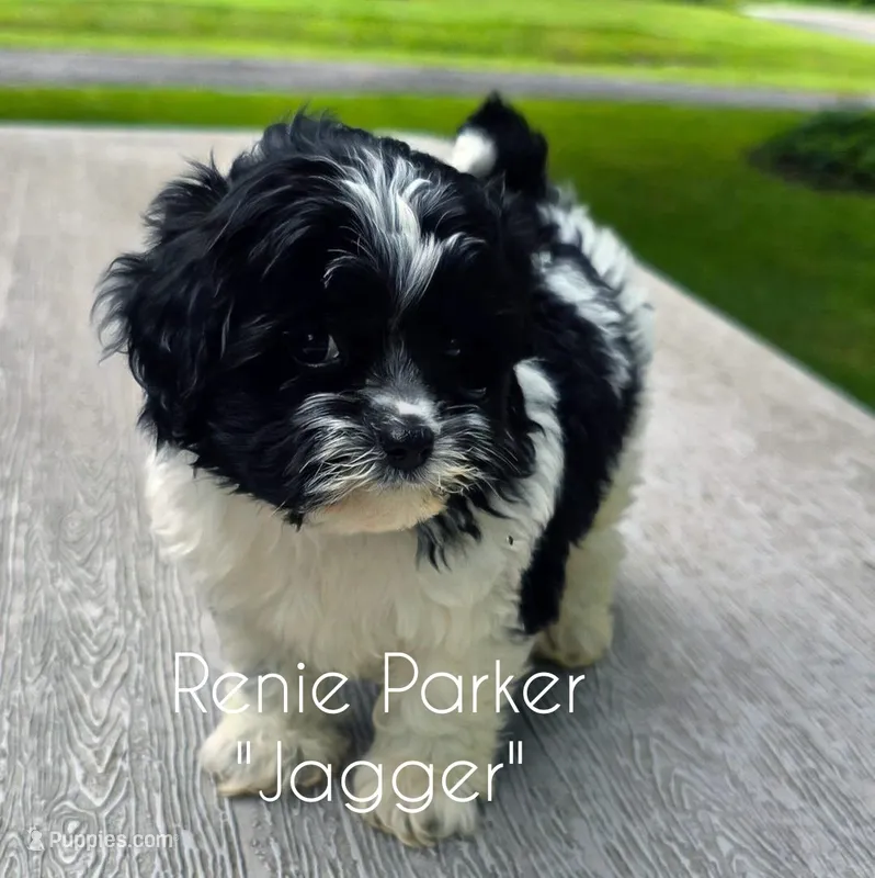 Jagger – Maltipoo, Poodle - Toy  puppy for sale in Sevierville, TN