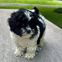 Jagger, a male Maltipoo and Poodle - Toy  for sale in Sevierville, TN – 1 of 7