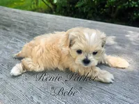 Bebe, a female Maltipoo and Mal Shi for sale in Sevierville, TN – 5 of 9