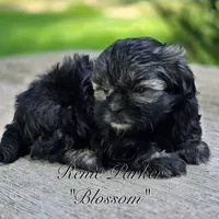 Blossom, a female Maltipoo and Mal Shi for sale in Sevierville, TN – 6 of 8